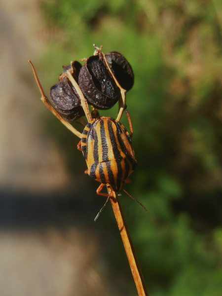 Pentatomidae da Arzachena (OT): Graphosoma lineatum lineatum